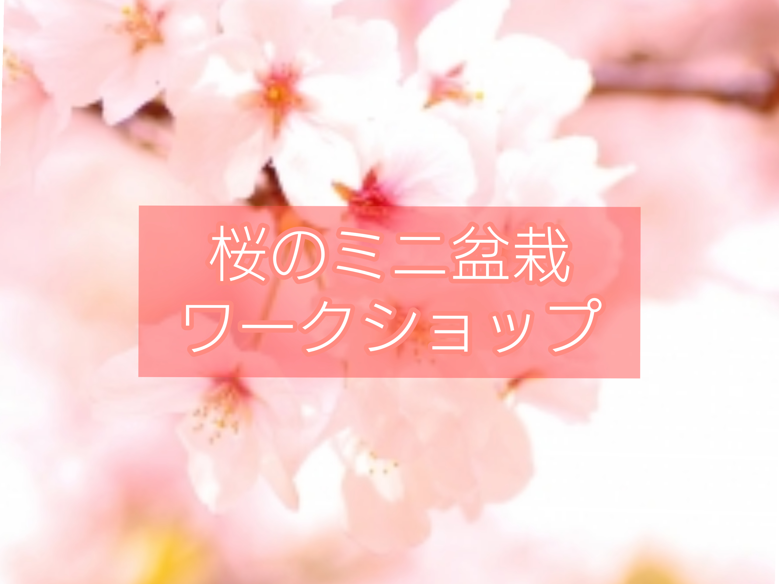 3 14 日 桜のミニ盆栽ワークショップ ギャラリー秀 たまプラーザのハウスギャラリー