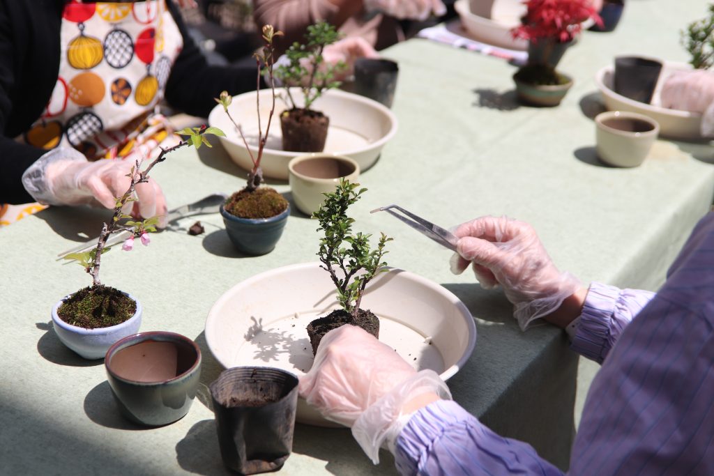 4 11 日 ミニ盆栽ワークショップ リベンジ開催しました ギャラリー秀 たまプラーザのハウスギャラリー